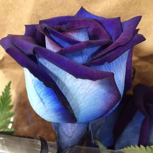 Meet your Posher, Candice